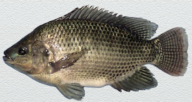 tilapia