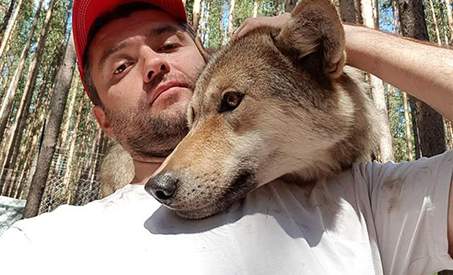 3 года назад мужчина на Урале взял домой волчонка, а со временем стал вожаком стаи волков. Сегодня у него их 5