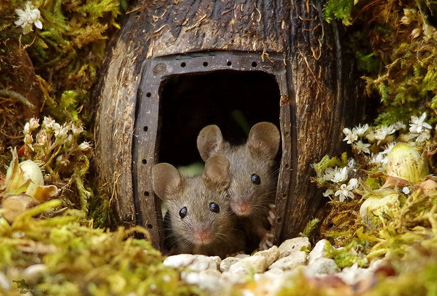 https://twizz.ru/wp-content/uploads/2018/11/5bfead0d8466b_miniature-mice-family-house-simon-dell-43.jpg