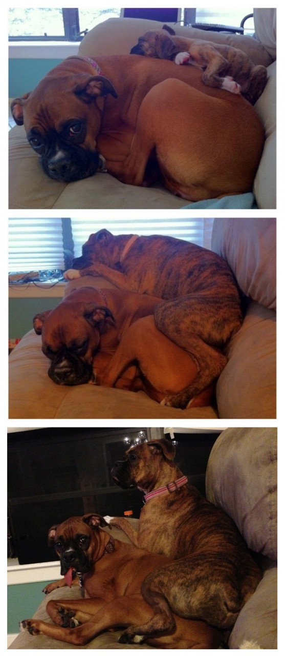 О формировании привычек всякое случается, привычка, привычки, прикол, юмор