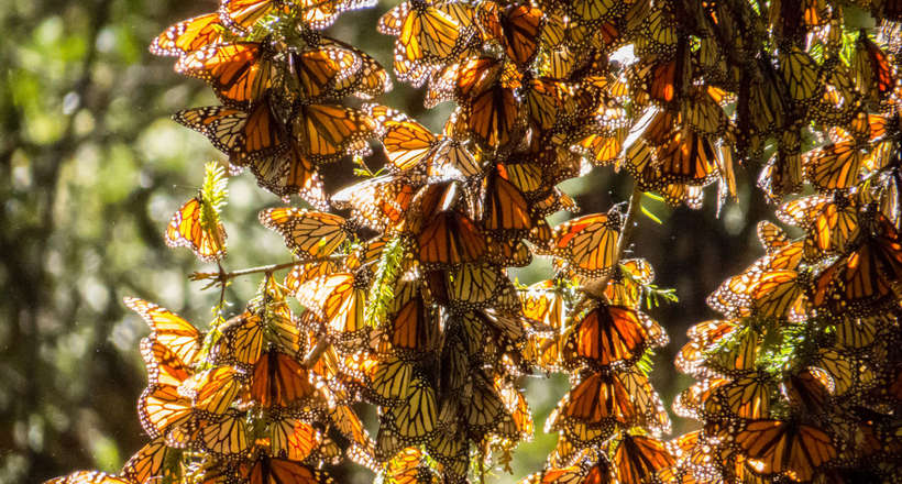 Миллиард бабочек в одном месте на Земле: заповедник бабочки монарх в Мексике