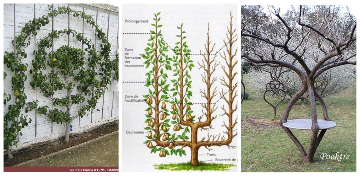 Удивительные способы формирования садовых деревьев и кустарников: 30 фото-идей