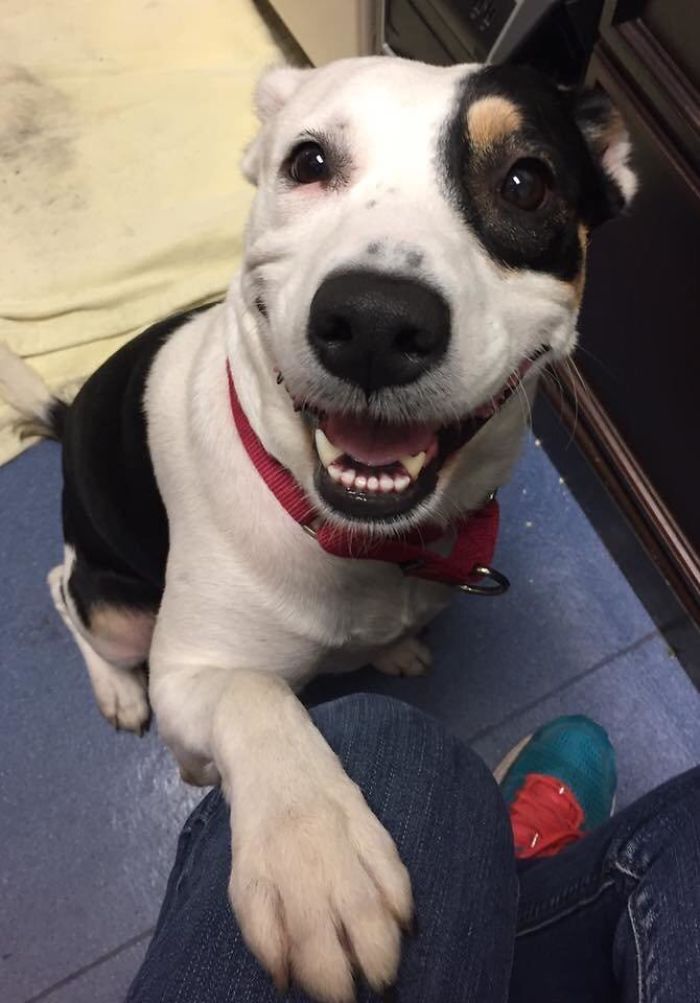 The Face Of A Newly Adopted Pupper