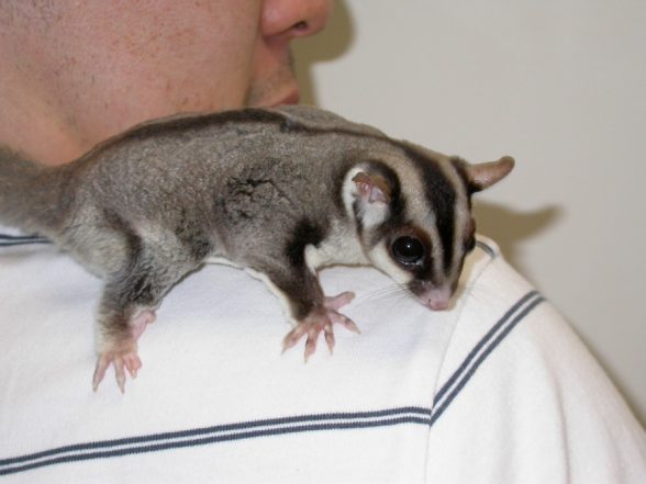 sugar_gliders-owning-1-588x441