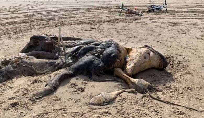 Загадочное существо на пляже Великобритании – еще один монстр из глубин океана
