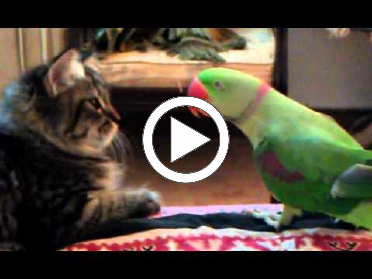 Говорящий кот попугай. Кот с попугаем. Попугай на роликах. Смешные попугаи. Прикольные говорящие попугаи.