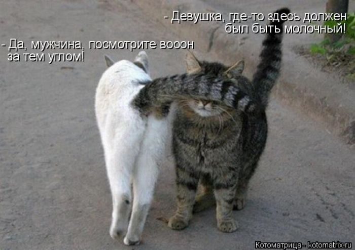 Лучшие котоматрицы за прошедшую неделю