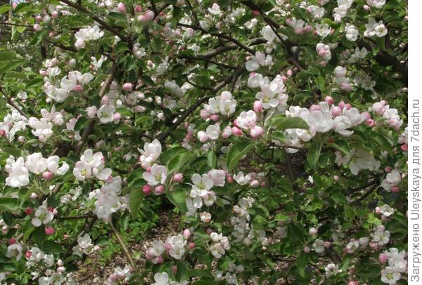 Яблоня домашняя, фото сайта botanicum-spb.ru