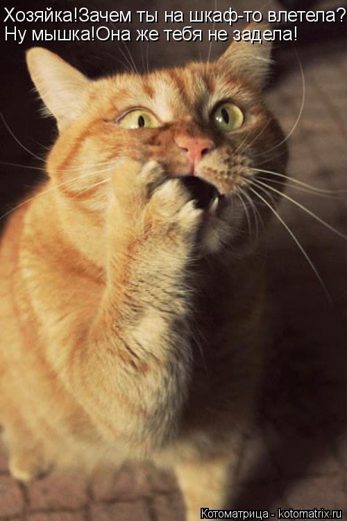 Лучшая котоматрица недели Лучшая котоматрица недели смешные картинки