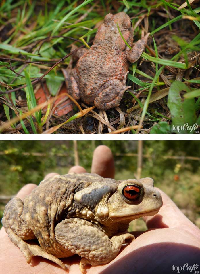 Самые ядовитые лягушки в мире: Серая жаба / Bufo bufo. CC0