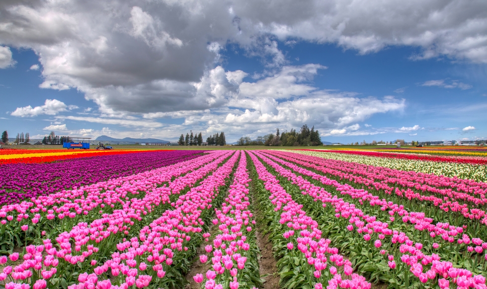 Тюльпановое поле в Голландии фото