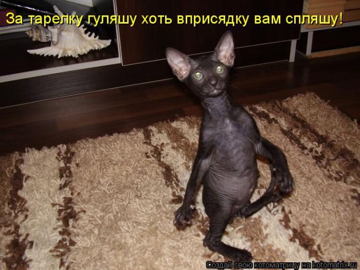 Лучшие котоматрицы за прошедшую неделю