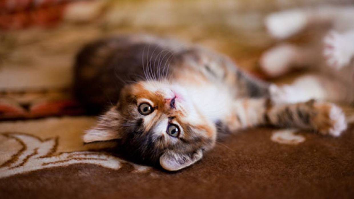 Воронежский водитель спас кота от нападения стаи бродячих собак