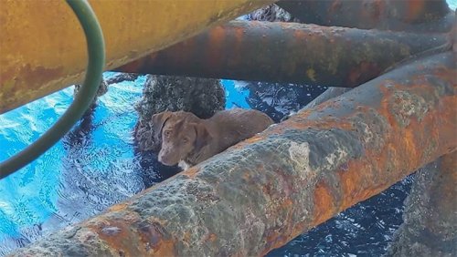 Тайские рабочие спасли собаку, плывшую в 130 милях от берега  