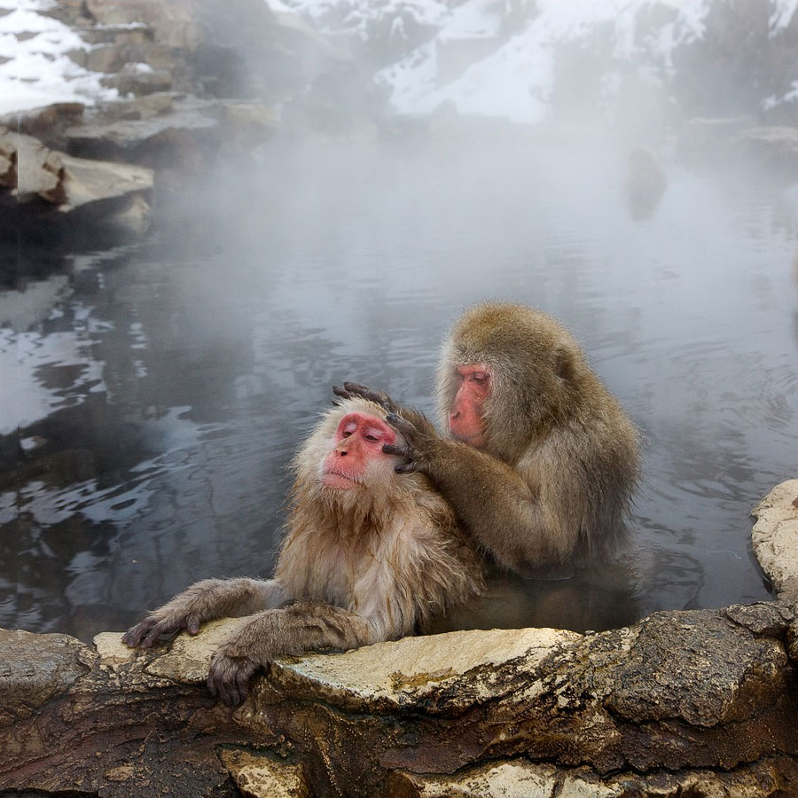 Японские макаки в горячих источниках фото зимой
