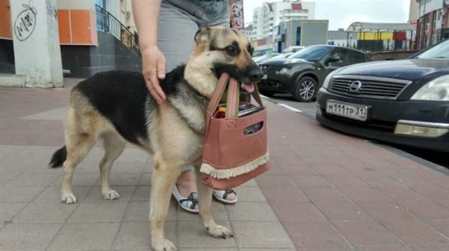 Фотографии, которые доказывают, что собака — настоящий лучик света в нашей непростой жизни зверюшки,позитив,собаки