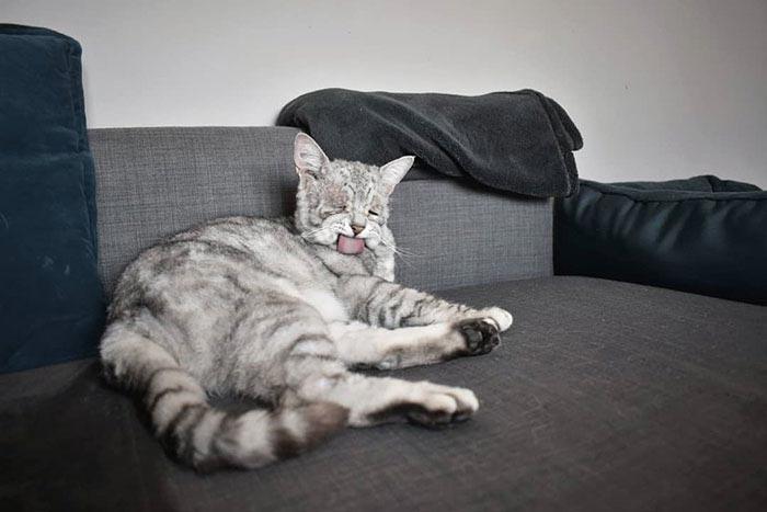 Тоби — кот с обвисшей кожей, который, наконец, нашёл свой любящий дом и теперь счастлив 