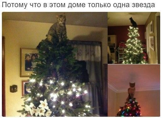 Почему я не очень люблю котов? коты, юмор