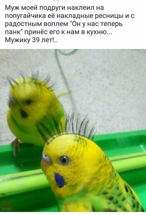 Смешные комментарии и высказывания из социальных сетей высказывания, комментарии, прикол