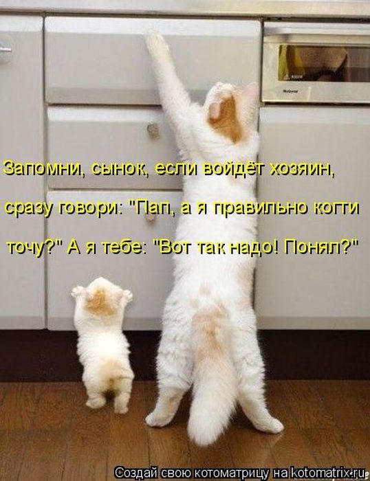 Лучшие котоматрицы за прошедшую неделю