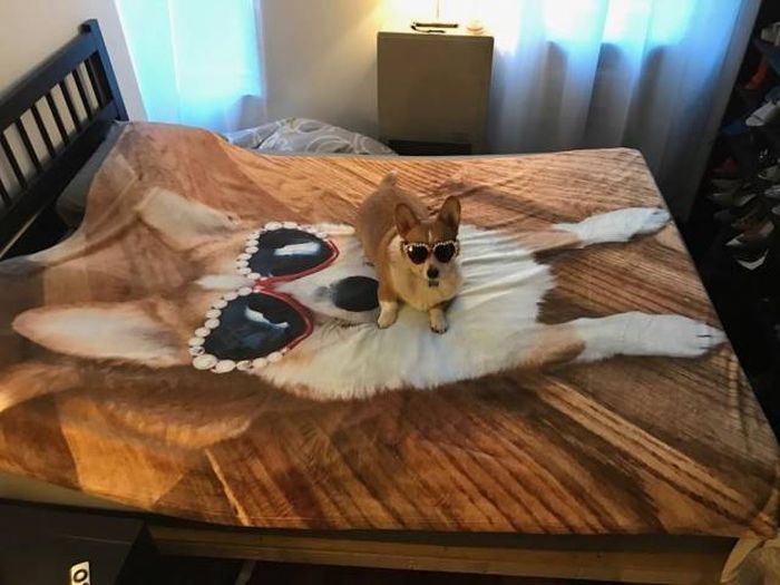 Прикольные картинки. Вечерний выпуск (53 фото)