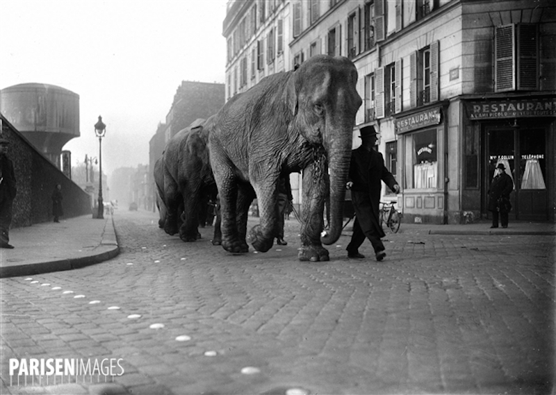 ElÈphants dans les rues de Paris, mars 1941.