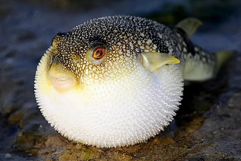 fugu