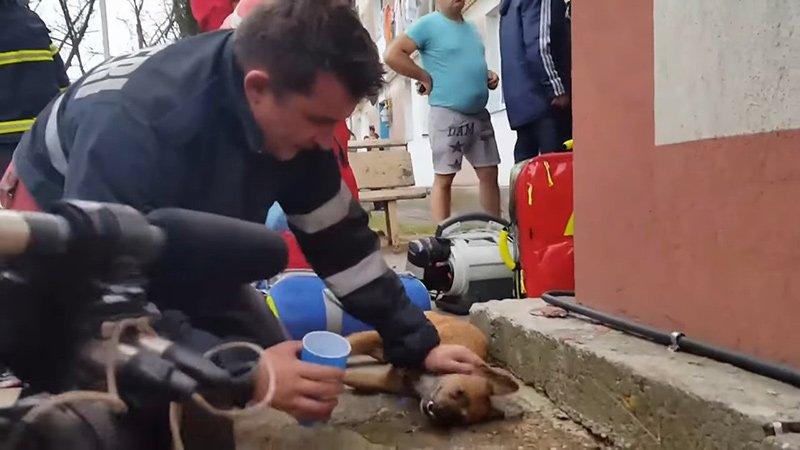 Пожарный, ожививший собаку, стал героем интернета!