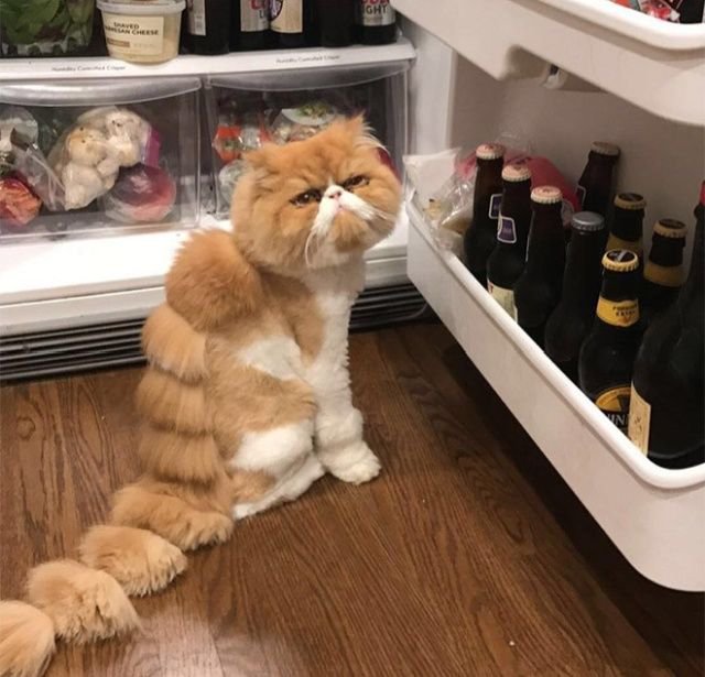 Когда хотел динозавра, но завел кота Когда хотел динозавра, но завел кота