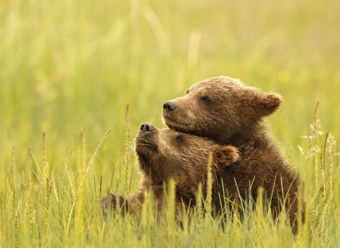 Этот мир продолжает нас удивлять: опубликованы лучшие фотографии премии National Geographic 2018 природа