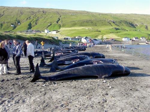 Бойня в Дании дельфинов. «Цивилизованные» европейцы за несколько часов вырезали 1428 дельфинов 14