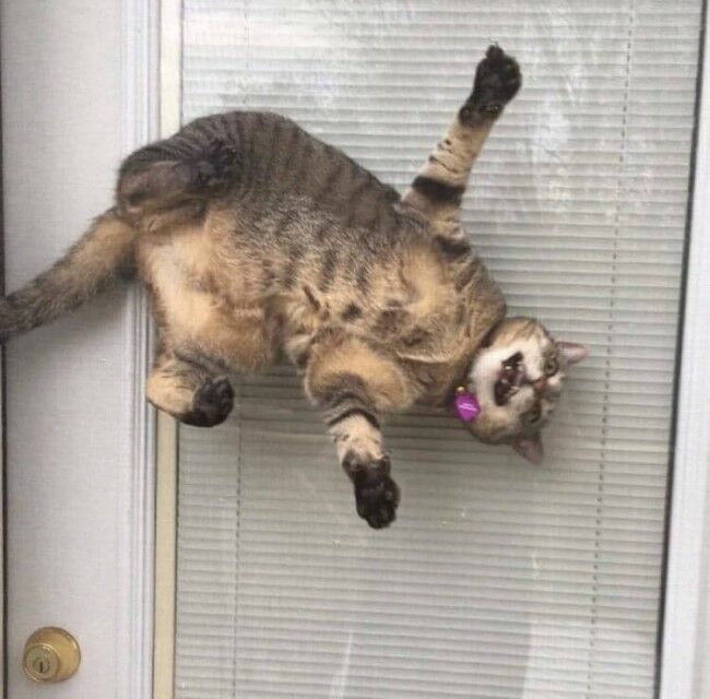 Забавные фотоистории из жизни кошек позитив,Смешные животные