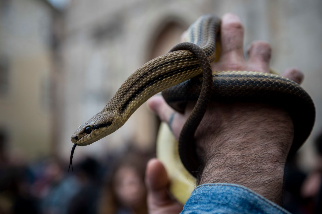 Профессия, где риск всегда на грани: как выживает змеелов Профессия, где риск всегда на грани: как выживает змеелов змеелов,Мужское