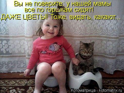 Свежая котоматрица для позитива (19 фото)
