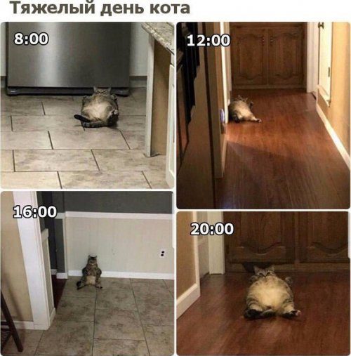 Самые прикольные фотомемы дня!