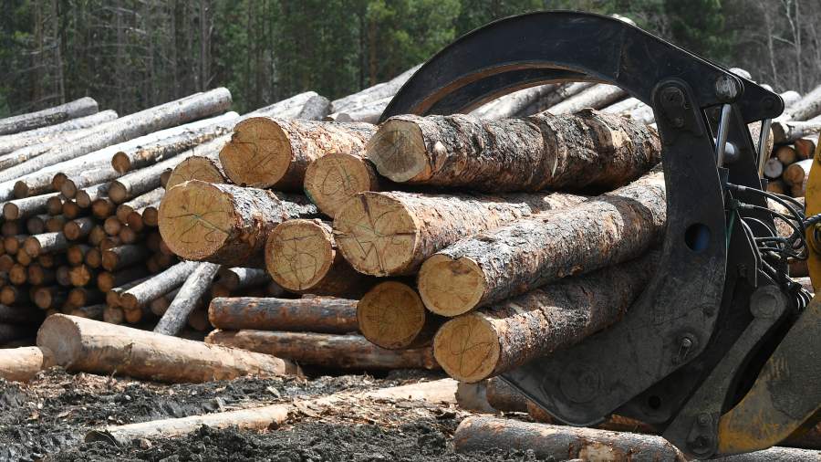Извлечь корни: грозит ли России сокращение лесозаготовки