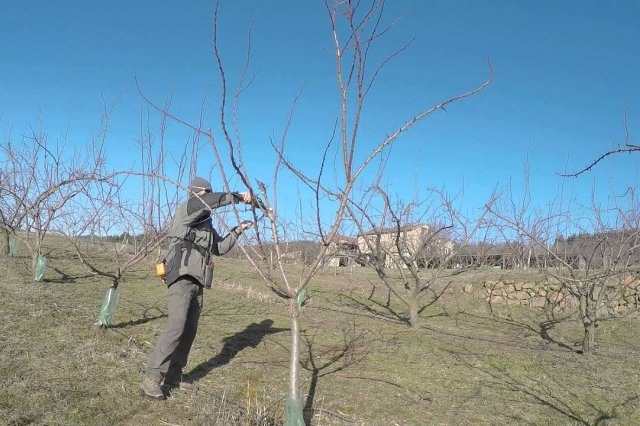 Выращивание абрикосов в средней полосе – как добиться хорошего урожая в неблагоприятных условиях садоводство