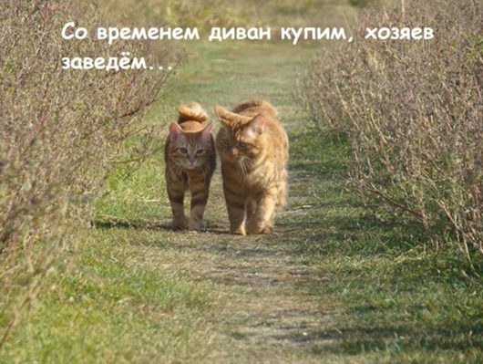 Утро понедельника в животном саду веселые картинки,животные,позитив,Смешные животные