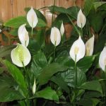 Домашние цветы женское счастье уход Домашние цветы женское счастье уход