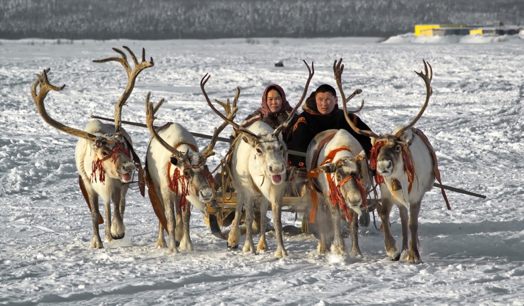 Кусочек красивой зимы с оленями Кусочек красивой зимы с оленями