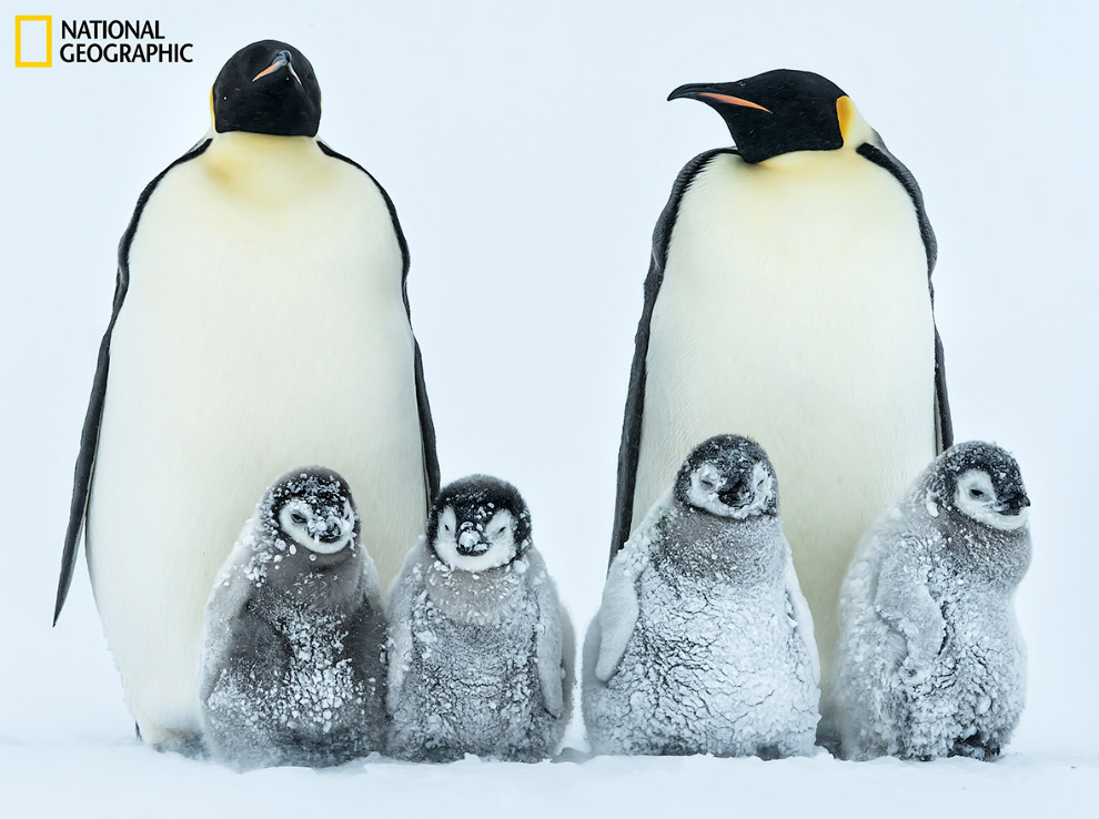 Семьи императорских пингвинов.
