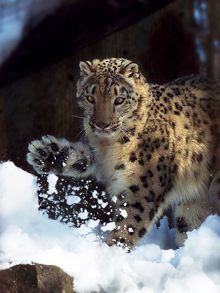 Snow Leopard