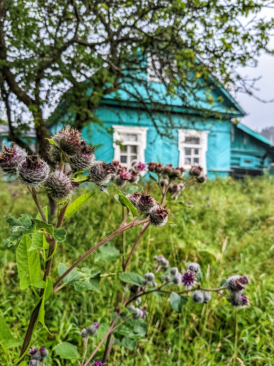 Купила развалюху в глухомани и занялась своим делом: удивительно, но 40 банок в день дают 300 тысяч ежемесячно г,Новосибирск [937042],город Новосибирск г,о,[95245089],дача,заготовки,Краснодарский край [294673],Ленинградская обл,[749230],Новосибирская обл,[932757],сад и огород,хобби