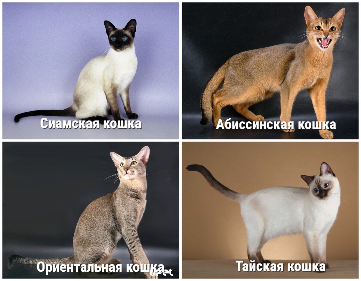 Породы не линяющих кошек с фото и названиями