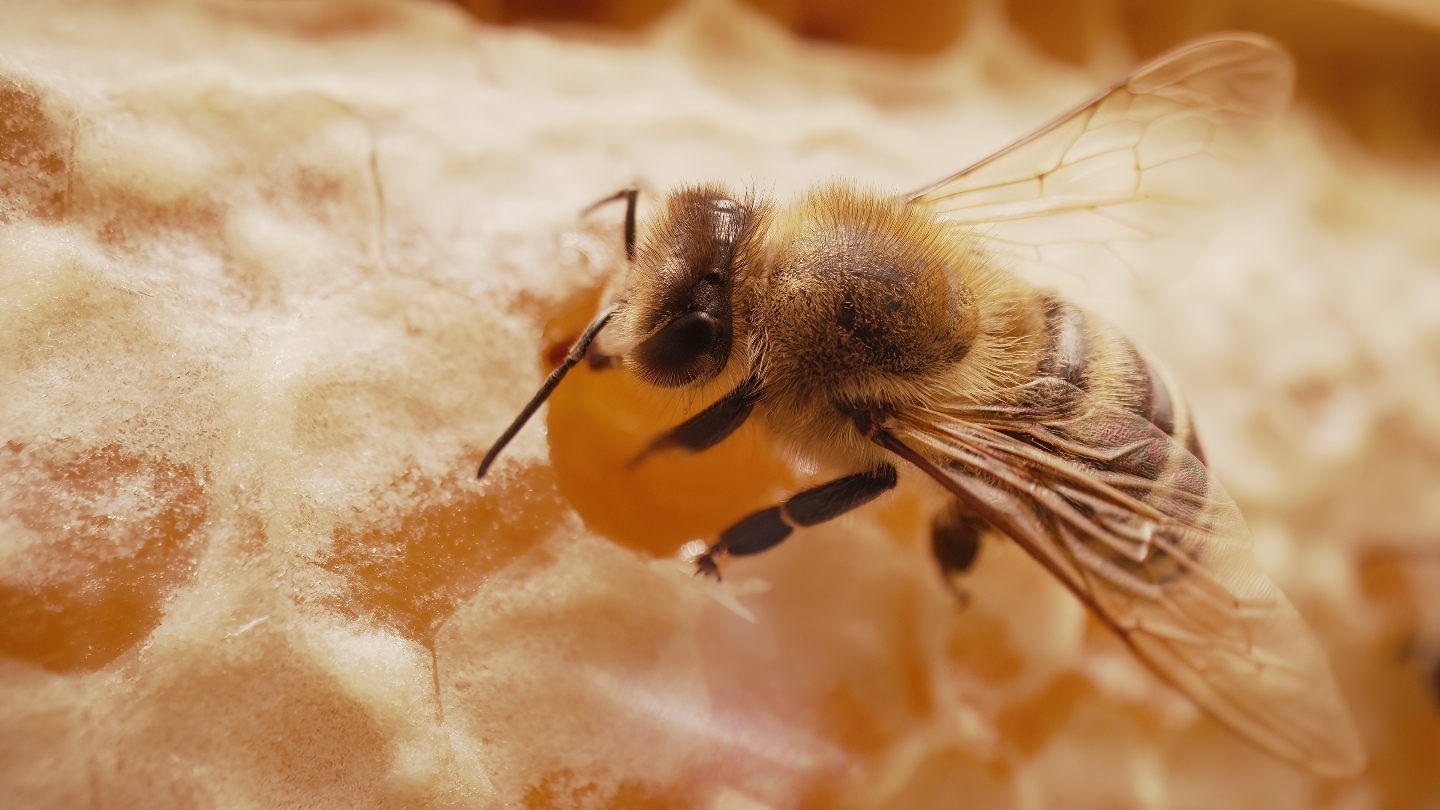 Тайная жизнь улья: как пчелы переживают зиму пчелы, переживают, важное, только, семья, чтобы, особи, Влага, сырость, холод, живой, представляет, всего, часто, помогает, должна, существует, корма, эффективно, нектар