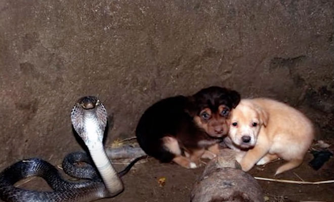 Два щенка в Индии упали в колодец с коброй, но змея их и тронула и сутки охраняла в ожидании людей