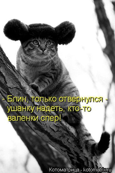 Лучшие котоматрицы за прошедшую неделю