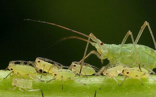 Странные животные с повадками растений интересное,природа,факты