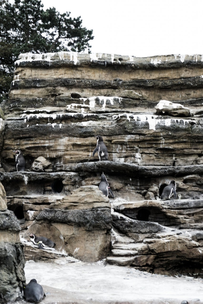 Seattle Washington Woodland Park Zoo-23.jpg