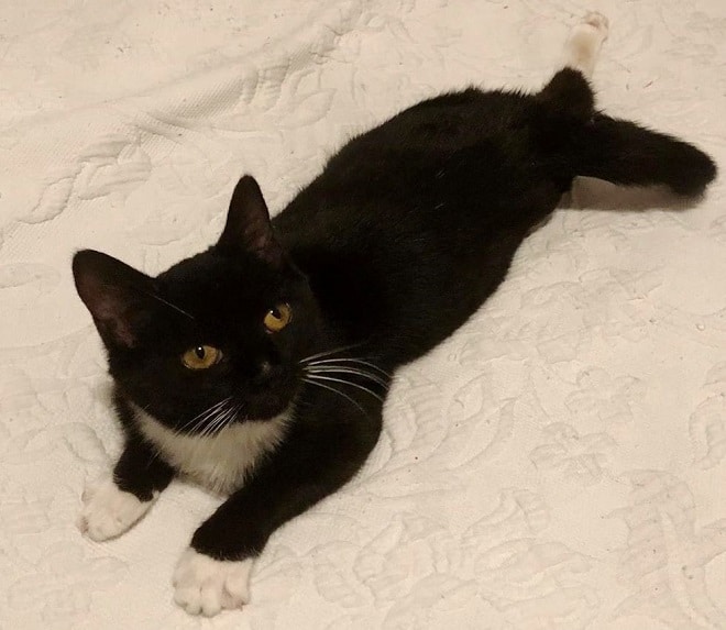 Кошка лежит